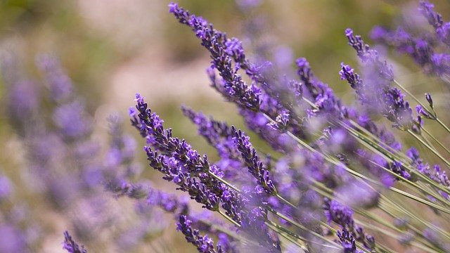 Samozber - Levanduľová farma