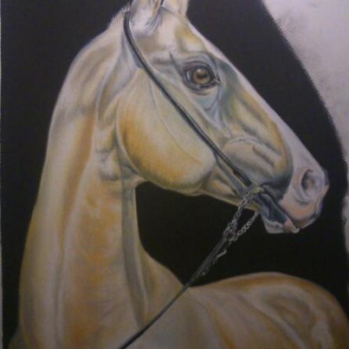 Achal-teke