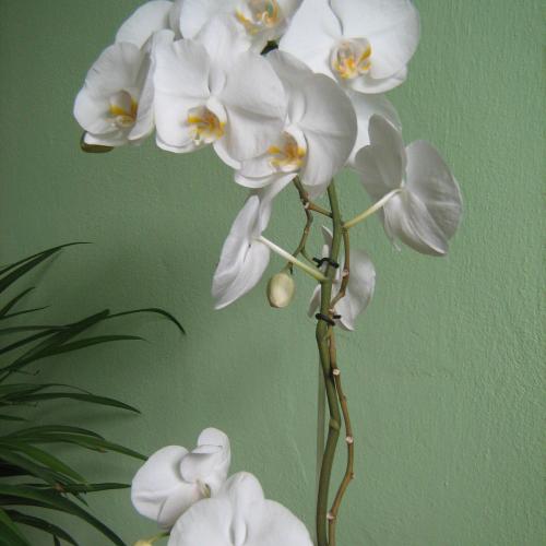 Orchidea