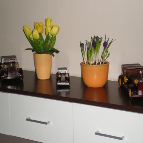 a tulipániky začínajú kvitnúť ....