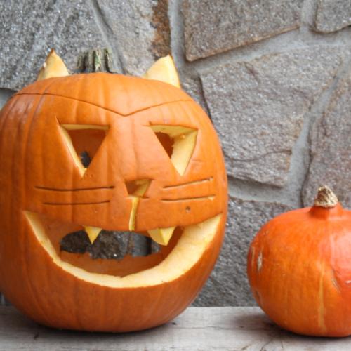 Mačky musia byť aj na Halloween