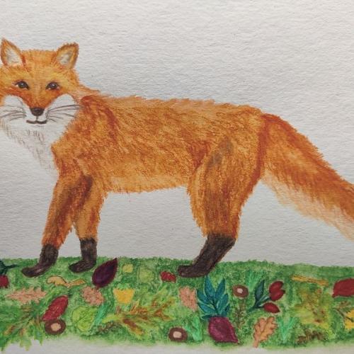 Aquarel - líška