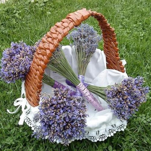 levandula
