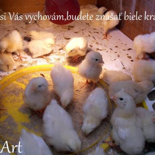 Moje 5-dňové kuriatka DEKALB WHITE -budú znášať biele vajíčka