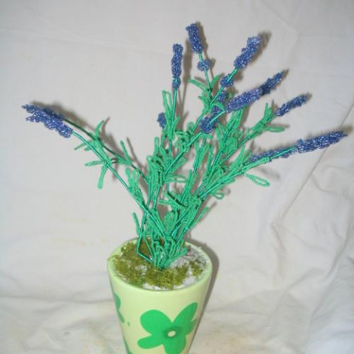 ===levandula===
