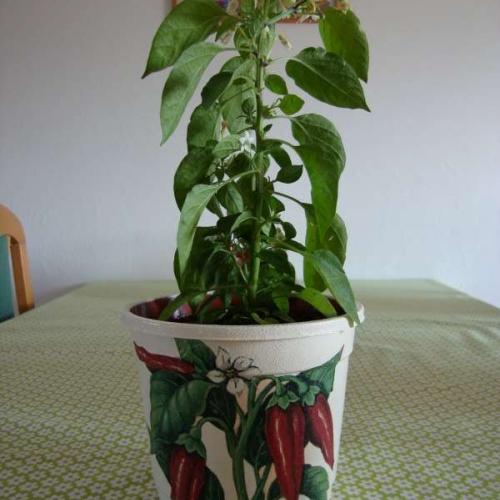 na čili-papričky