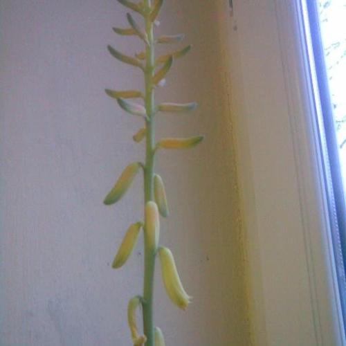 takto mi zakvitla Aloe Vera