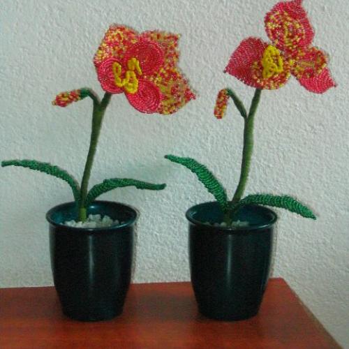 ===koralkove orchidejky===