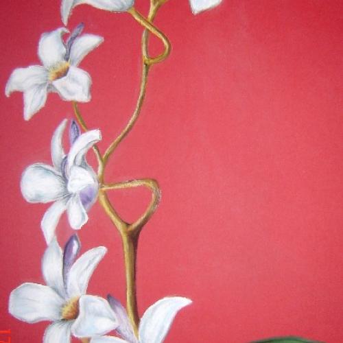 ORCHIDEA