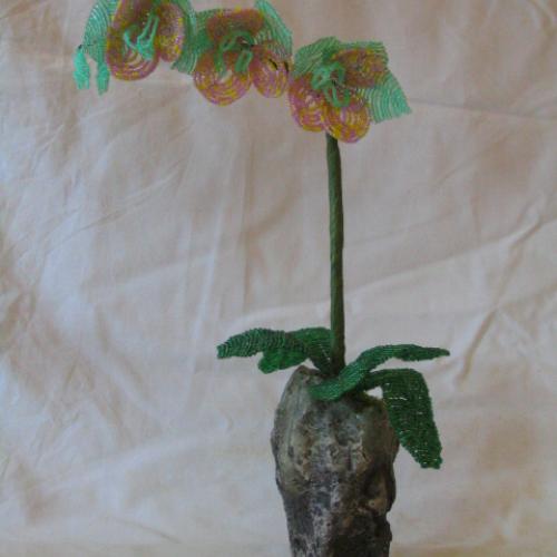 ===koralkova orchidea===