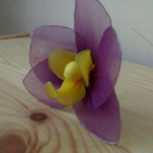 Silonková orchidea