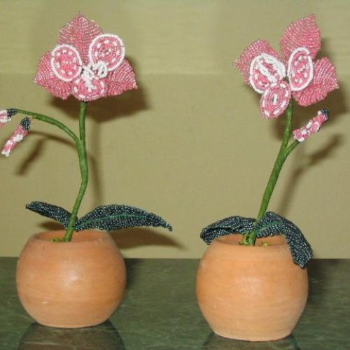 ===koralkove orchidejky===