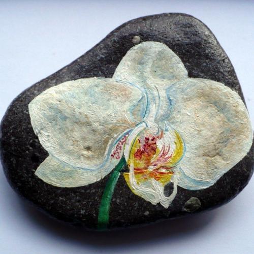 Orchidea