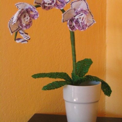 ===koralkova orchidea==