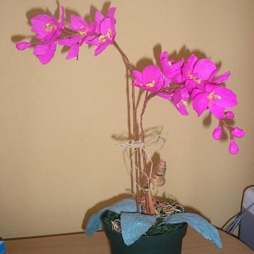 orchidea