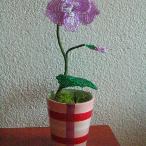 ===koralkova orchidejka==