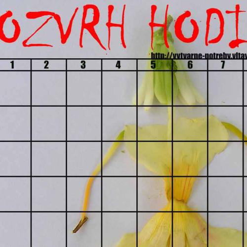 rozvrh 2