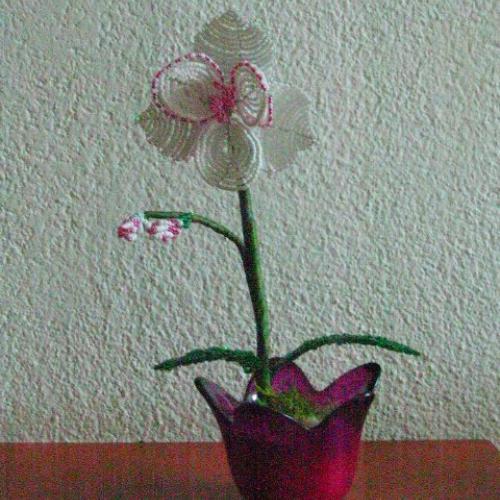 ===koralkova orchidejka==