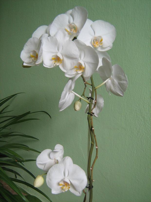 Orchidea, Bývanie Orchidea, Bývanie, jarka.m, 1