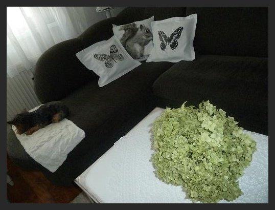 Nové vankúšiky, Bývanie Nové vankúšiky, Bývanie, eslika, 1
