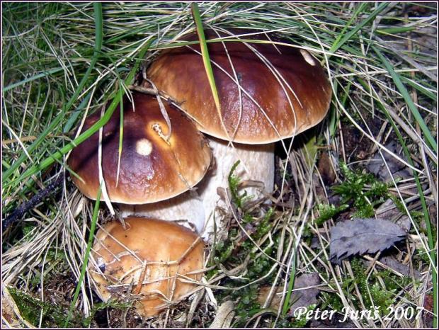 Takéto u nás rastú, Drôtovanie Takéto u nás rastú, Drôtovanie, carabuscarabus, 1