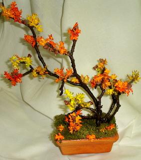 aj jesenný, Aranžovanie aj jesenný, Aranžovanie, mirabilis, 1